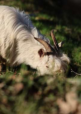 White Goat Grazing in woods