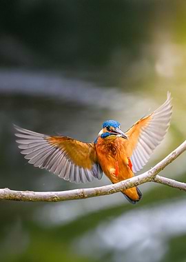 Kingfisher on Branch