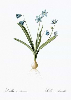 Scilla Flower Illustration