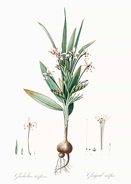 Botanical Illustration of Gladiolus