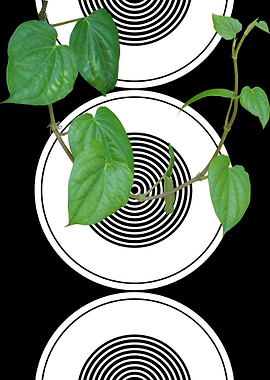 Green Vine on Black and White Circles