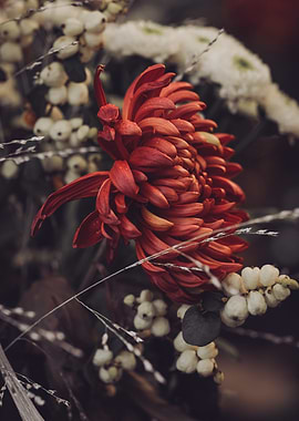 Red Chrysanthemum Close-Up