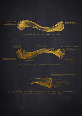 Human Clavicle Anatomy