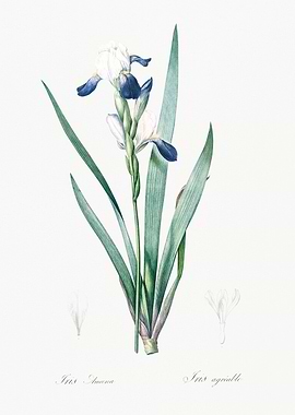 Iris Flower Illustration