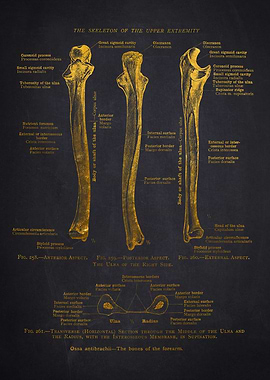 Ulna Bone Anatomy Diagram