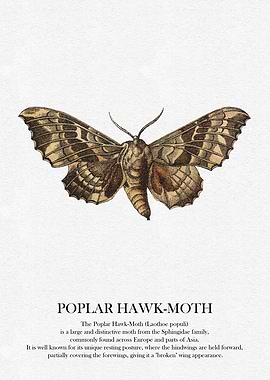 Poplar Hawk-Moth Illustration