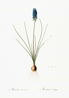 Blue Grape Hyacinth Illustration