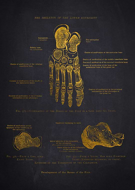 Foot Bone Development Diagram