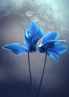 Blue Flower Macro