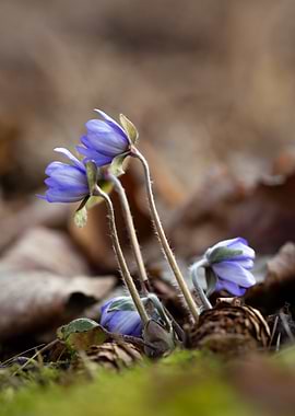 Blue Flowers in Forest