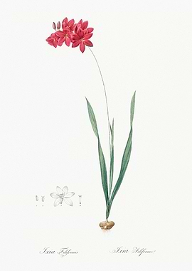 Ixia Filiformis Flower Illustration