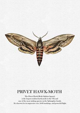 Privet Hawk-Moth Illustration