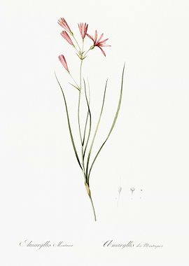 Amaryllis Montana Botanical Illustration