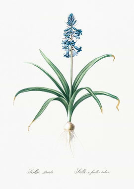 Bluebell Flower Illustration