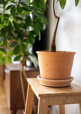 Potted Plant on Wooden Stool