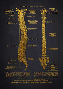 Human Spine Anatomy Diagram