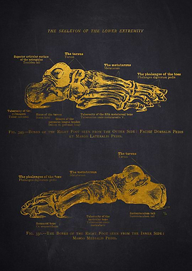 Foot Skeleton Diagram