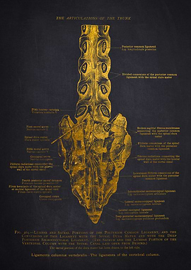 Human Spine Anatomy