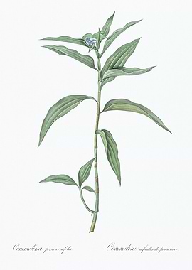 Commelina Plant Illustration