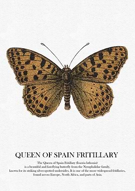 Queen of Spain Fritillary