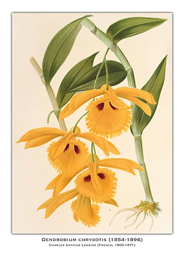 Dendrobium Chrysotis Orchid