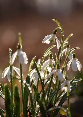 Snowdrops in Dew