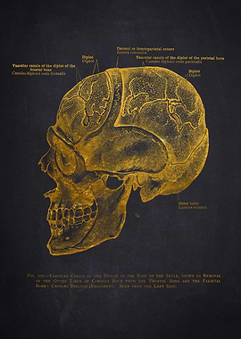 Gold Skull Anatomy Illustration