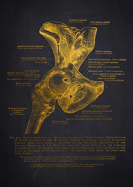 Hip Joint Anatomy Illustration
