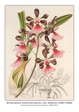 Orchid Botanical Illustration