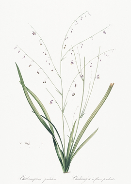 Botanical Illustration of Phalangium