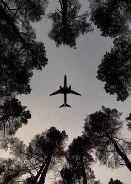 Airplane Over Forest