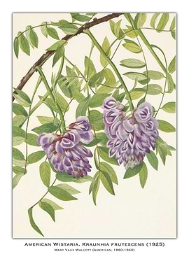 American Wisteria Illustration