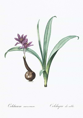 Colchicum Autumnale Illustration