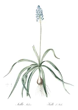 Scilla Indica Illustration