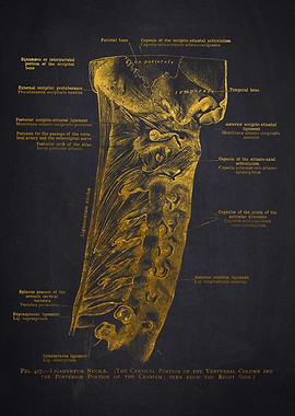 Cervical Region of the Vertebral Column