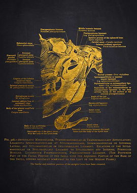 Human Skull Anatomy Diagram