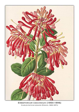 Embothrium Coccineum Botanical Illustration