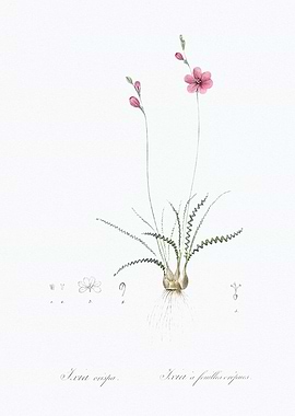Botanical Illustration of Ixia