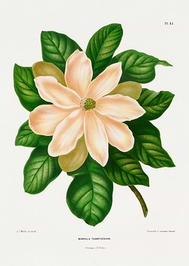 Magnolia Flower Illustration