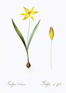 Yellow Tulip Illustration