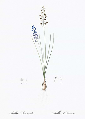 Autumn Squill Illustration