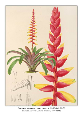 Botanical Illustration of Encholirium Corallinum