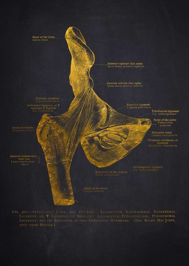 Lower Limb Anatomy Illustration