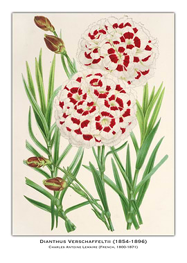 Dianthus Verschaffeltii Flower Illustration