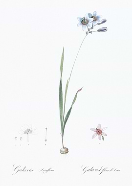 Galaxia Flower Illustration