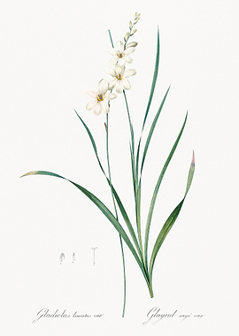 White Gladiolus Flower Illustration