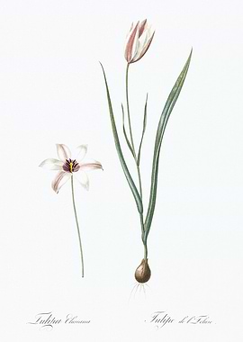 Tulipa Eburnea & Tulipe de L'Etang