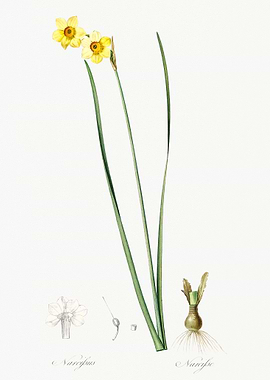 Daffodil Botanical Illustration