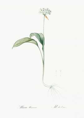 Wild Garlic Flower Illustration