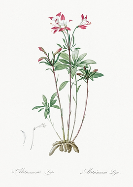 Alstroemeria Ligtu Botanical Illustration